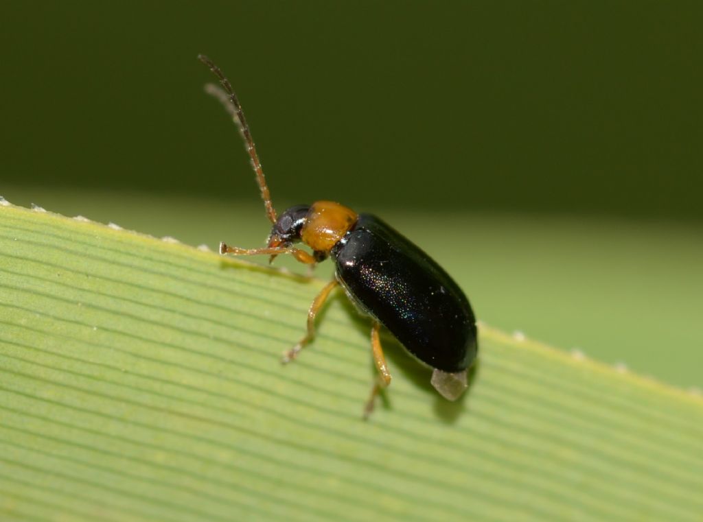 Hypebaeus flavicollis? No, Chrysomelidae, Luperus sp.